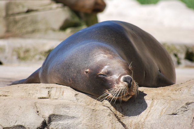 Seelöwe aus dem Zoo am Meer